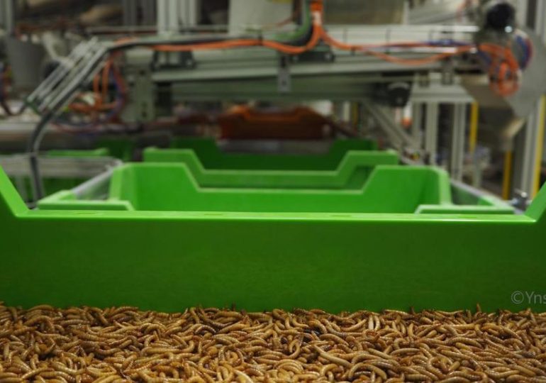 La championne mondiale de l’élevage d’insecte est une start-up française