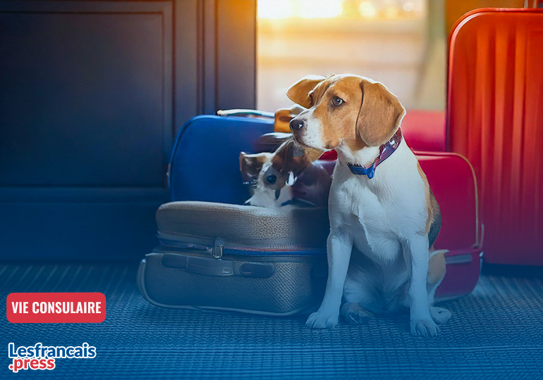 Retour en France ? Quelles démarches pour son chien ou son chat ?