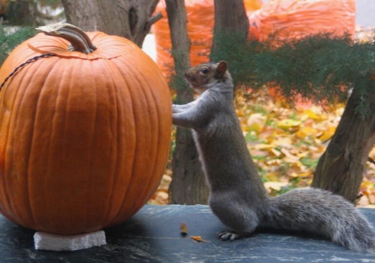 La fête d’Halloween pour les petits et les grands