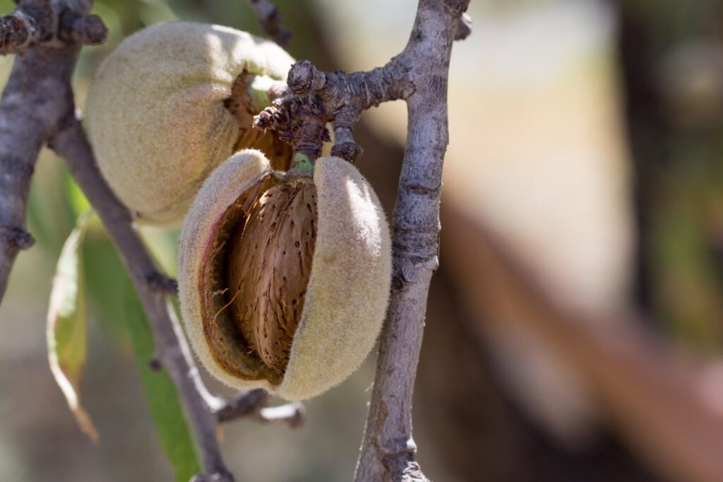Amandes