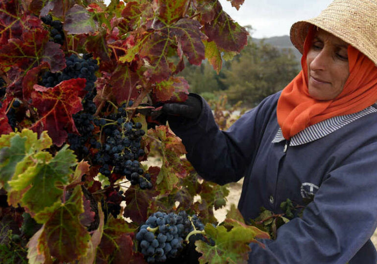 Tunisie : le réchauffement climatique menace les vignes